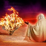 Burning bush image