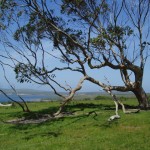 bent tree