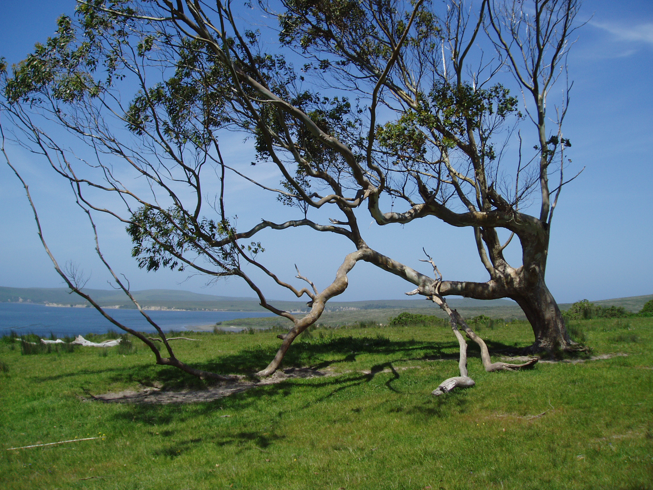 bent tree